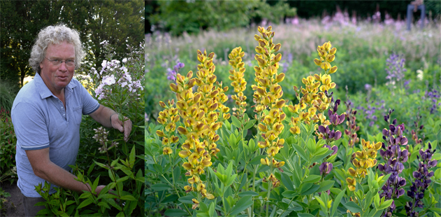 Steppenroller Baptisia